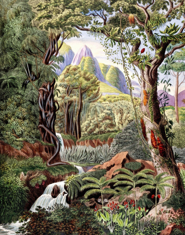 Botanical Wallpaper, Colorful Jungle Scene Mural, Oversized Custom Size Wall Art, Non - Woven, Non - Adhesive, Modern Wall Paper, Removable - Adawall Wallpaper - Registered Trade Accounts Only, Wallpaper Wholesale Account - W77669 - Adawall Wholesale - Wallpaper Wholesaler