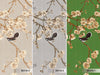 Chinoiserie Birds Floral Wall Mural, Light Beige Flowers Blossom Wallpaper, Large, Oversized Elegant Custom Size Wall Art, Non-Woven, Non-Pasted, Modern - Walloro High End Wallcoverings & More