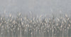 Swaying Wheat Field Wall Mural, Gray Blue Windy Wheat Wallpaper, Large Nature Custom Size Wall Covering, Non - Woven, Non - Pasted, Removable, Washable - Adawall Wallpaper - Registered Trade Accounts Only, Wallpaper Wholesale Account - SE302-4 - Adawall Wholesale - Wallpaper Wholesaler