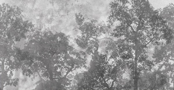 Vintage Trees Scenic Wall Mural, Gray Nature Theme Wallpaper, Oversized Landscape Scene Custom Size Wall Art, Non - Woven, Non - Pasted, Removable - Adawall Wallpaper - Registered Trade Accounts Only, Wallpaper Wholesale Account - SE312-2 - Adawall Wholesale - Wallpaper Wholesaler