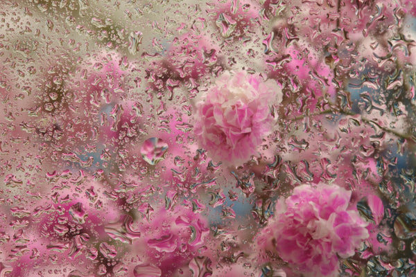 Pink Flowers Wallpaper, Through Glass, Water Drops Mural, Oversized Custom Size Wall Art, Non-Woven, Non-Adhesive, Modern Wall Paper, Removable