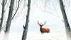 Winter Forest Wallpaper, Deer Mural, Oversized Custom Size Wall Art, Non - Woven, Non - Adhesive, Modern Wall Paper, Removable - Adawall Wallpaper - Registered Trade Accounts Only, Wallpaper Wholesale Account - W78162 - Adawall Wholesale - Wallpaper Wholesaler